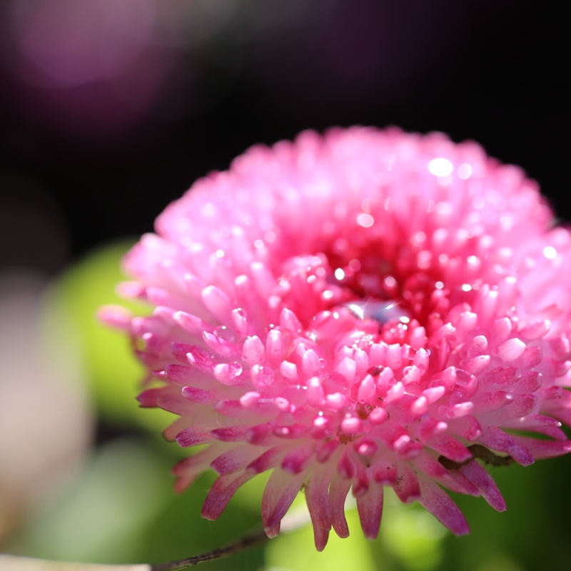 plant image 26012