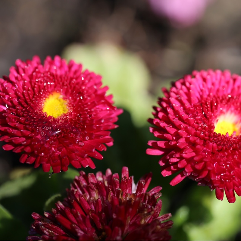 plant image 26014