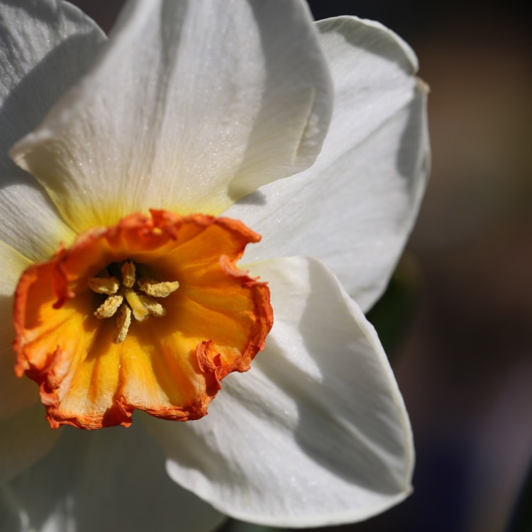 Plant image Narcissus 'Geranium' syn. Narcissus 'Advance'