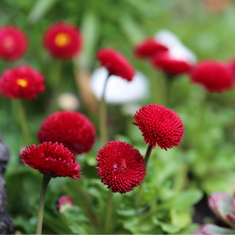 Plant image Bellis perennis