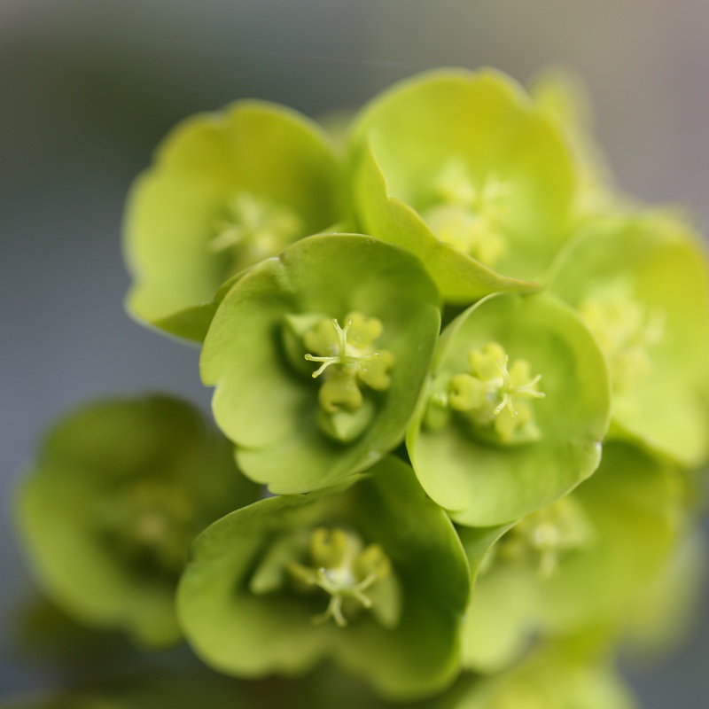 plant image 43663