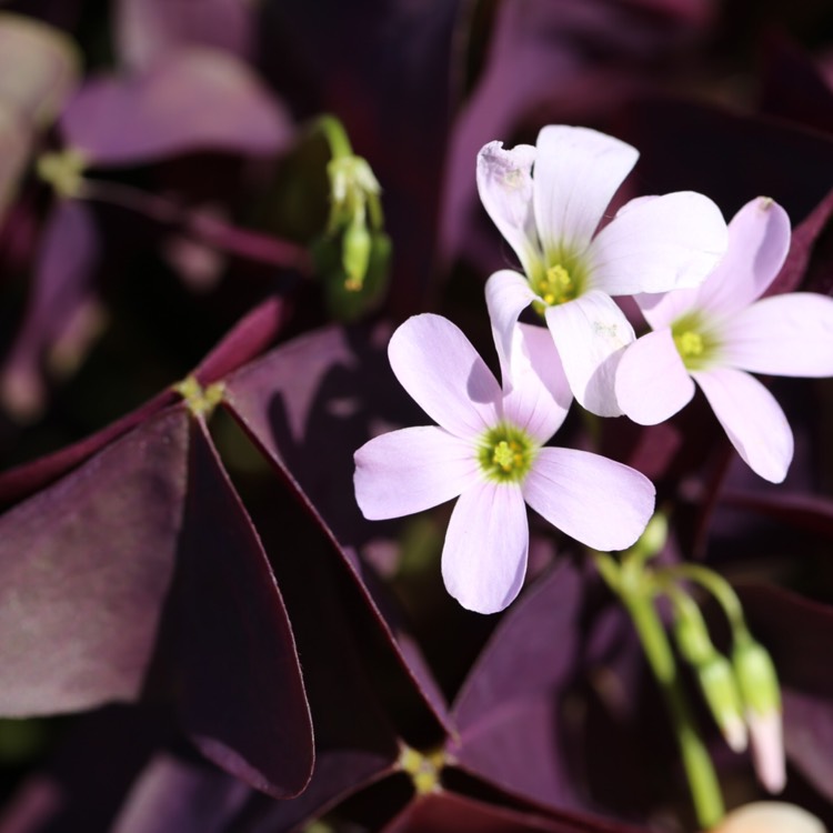Plant image Oxalis 'Black Velvet'