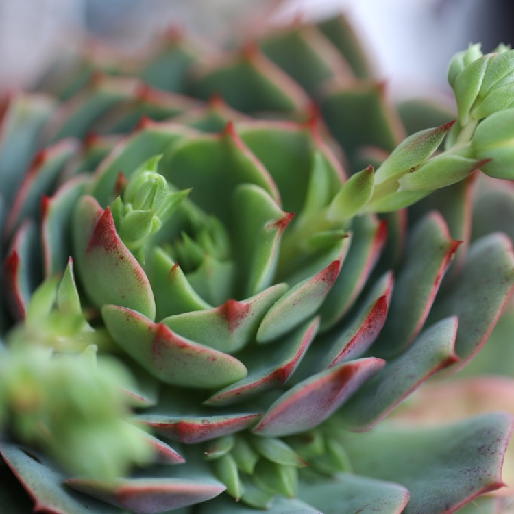 plant image 480359