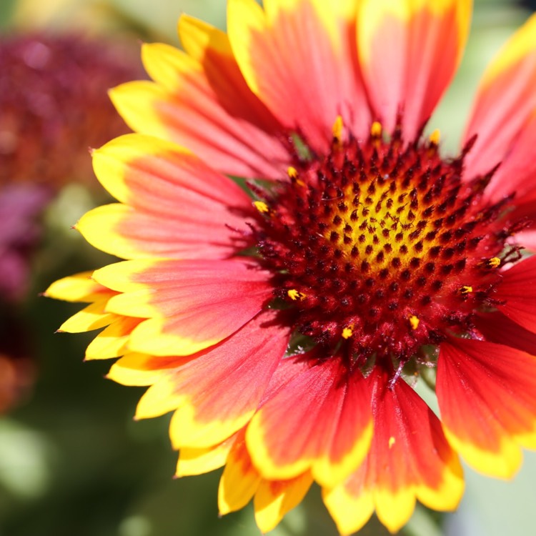 Plant image Gaillardia x grandiflora 'Arizona Sun' syn. Gaillardia 'Arizona Sun'
