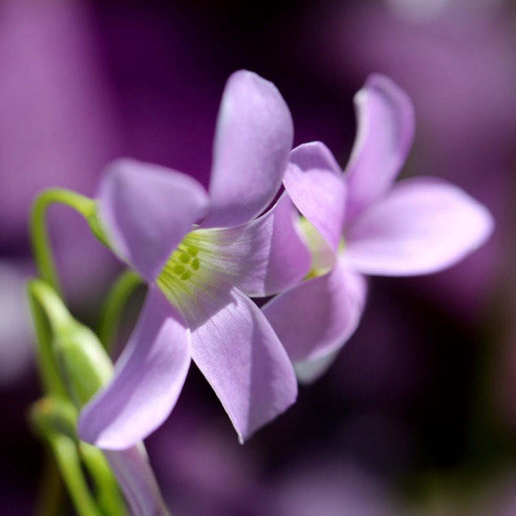 plant image 510085