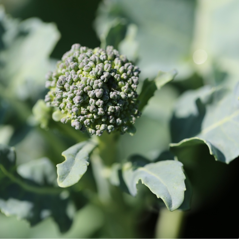 Plant image Brassica Oleracea var. Italica 'Autumn Spear'