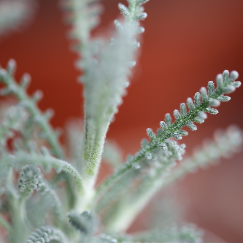 Plant image Santolina chamaecyparissus
