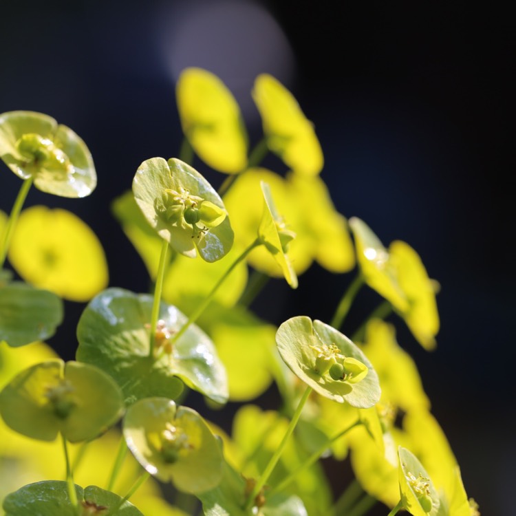plant image 687974