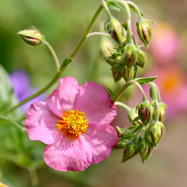 plant image 716400
