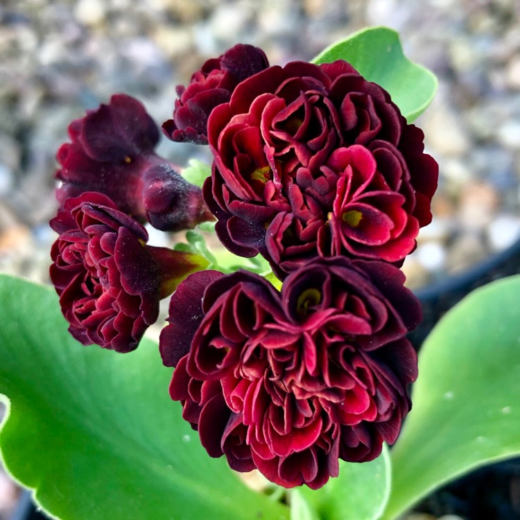 plant image 724698
