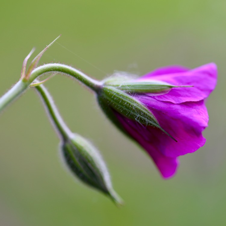 plant image 731826 plant image 731826