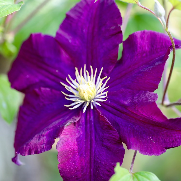 plant image 748175 plant image 748175