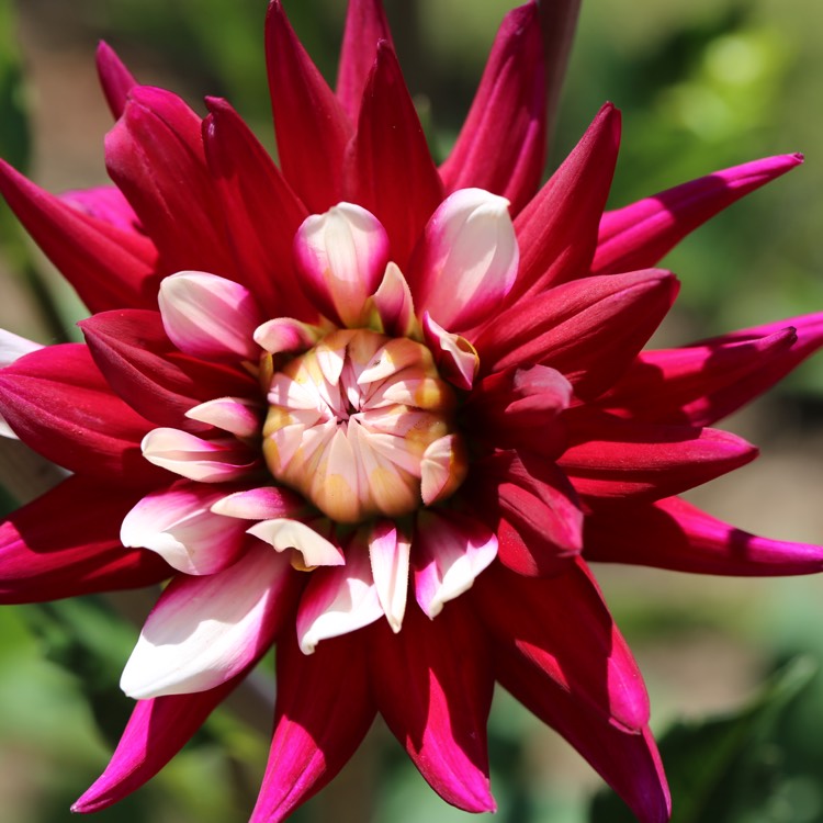 plant image 775420