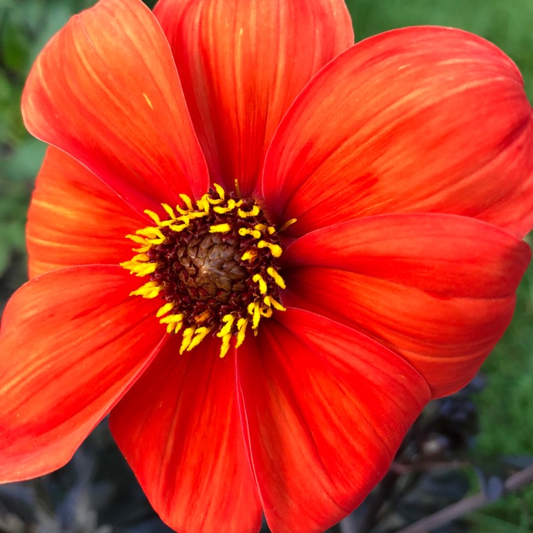 Plant image Dahlia 'Bishop of Oxford'