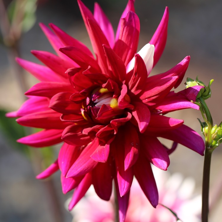 plant image 785061