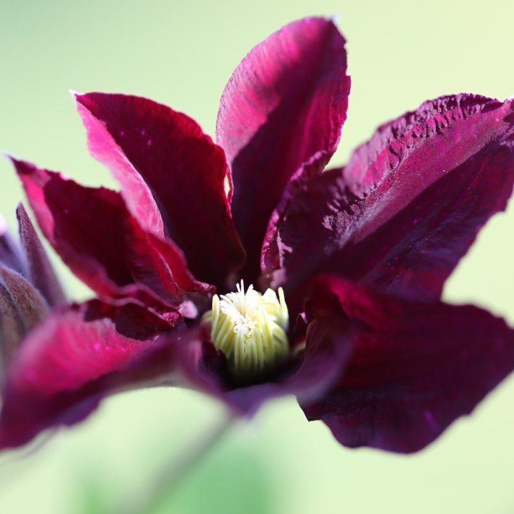 plant image 785065 plant image 785065