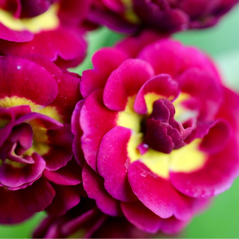 plant image 81133