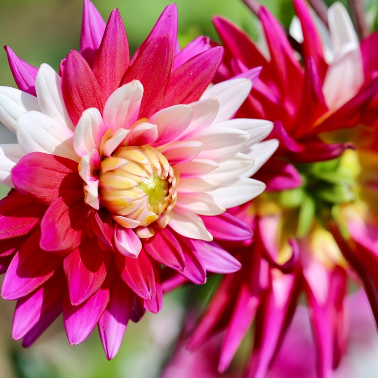 plant image 818019