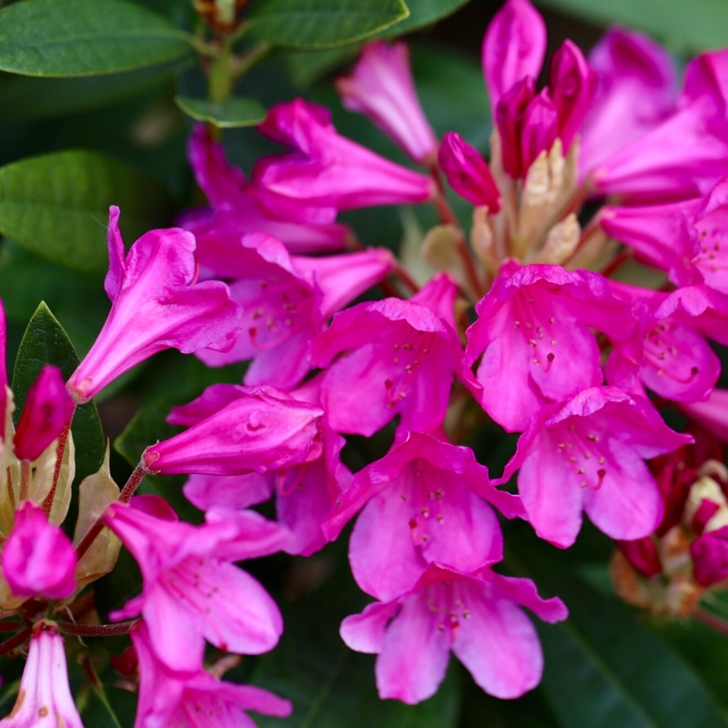 plant image 82389