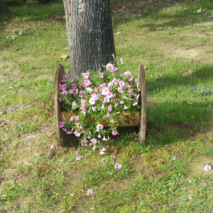 plant image 730462