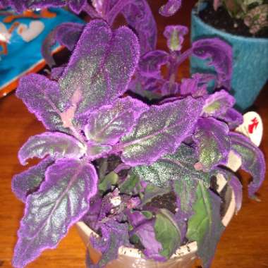 Purple Passion Plant