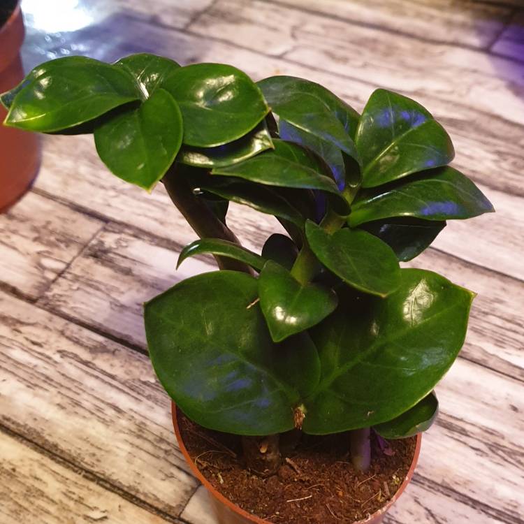 plant image 1000894