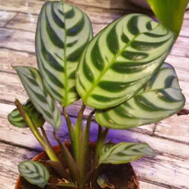 Ctenanthe Burle-Marxii