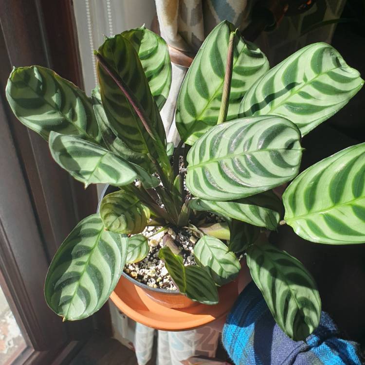 plant image 1138573