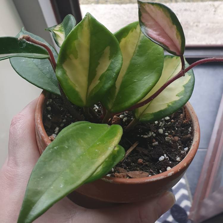 Plant image Hoya carnosa 'Rubra'