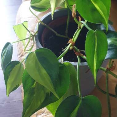 Philodendron hederaceum var. oxycardium 'Brasil' syn. Philodendron hederaceum 'Brasil', Philodendron 'Brasil', Philodendron scandens 'Brasil'