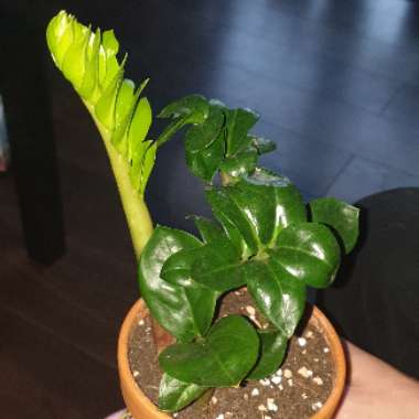 Zamioculcas zamiifolia