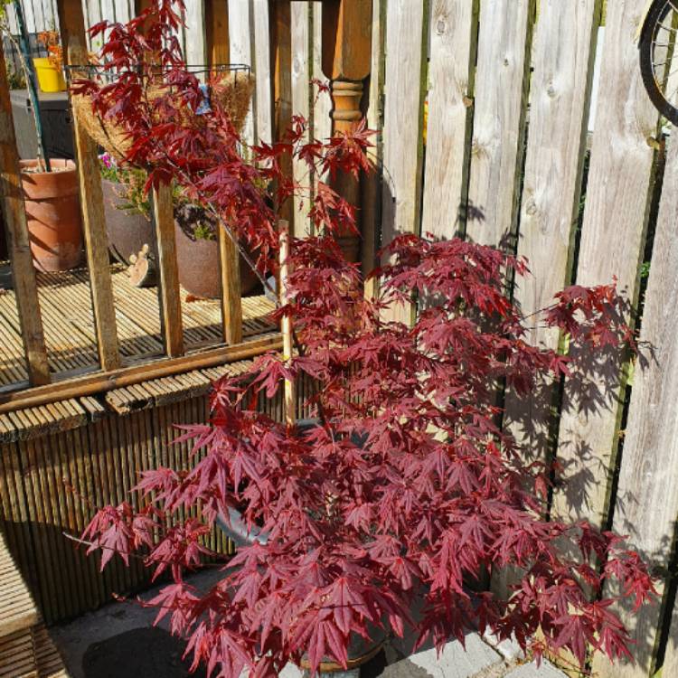 Plant image Acer palmatum 'Bloodgood'