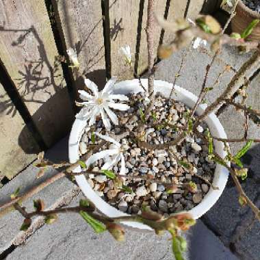 Magnolia stellata