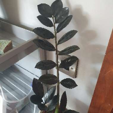 Zamioculcas zamiifolia 'Raven'