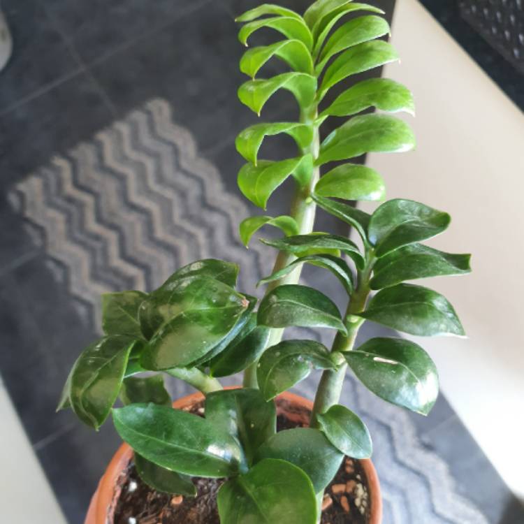 plant image 1275288