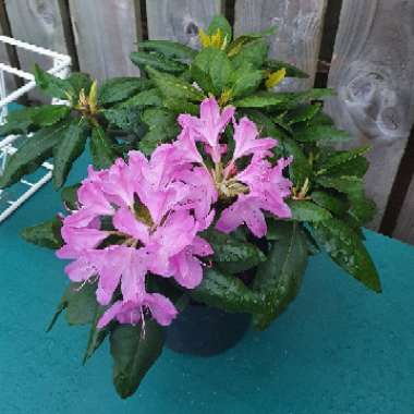 Rhododendron ponticum 'Roseum'