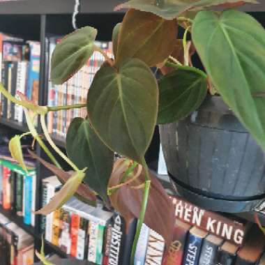 Philodendron micans