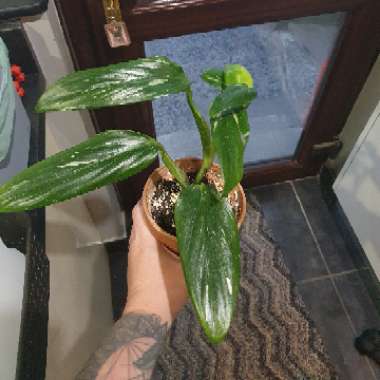 Monstera standleyana 'Albovariegata'