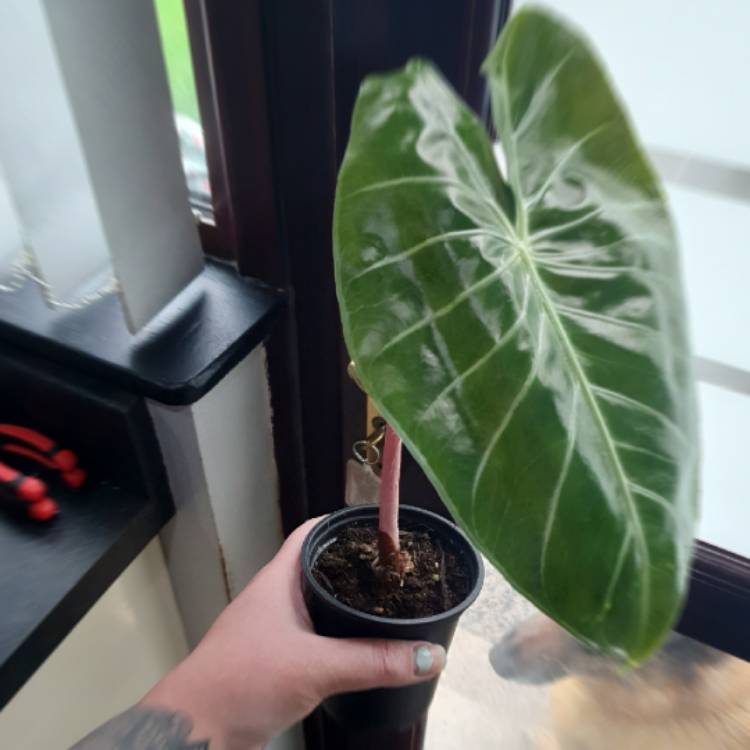 Plant image Alocasia Baginda 