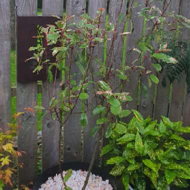 Photinia x fraseri 'Louise'