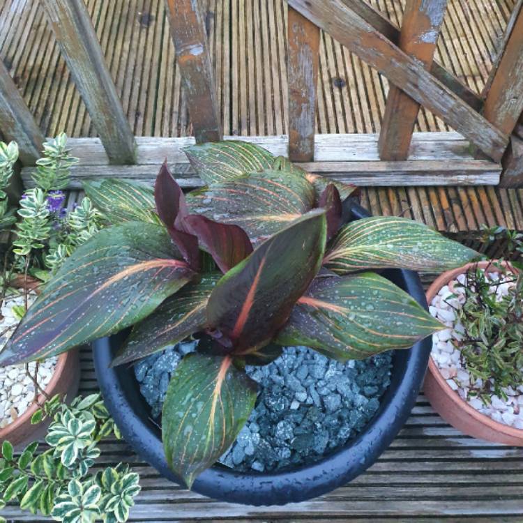 Plant image Canna 'Phasion' syn. Canna 'Durban', Canna 'Tropicanna', Canna 'Inferno'