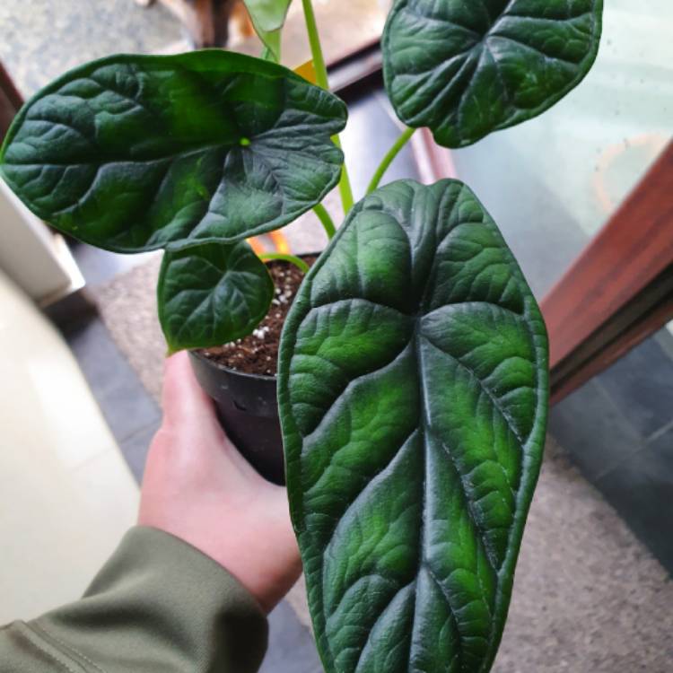 plant image 1379035