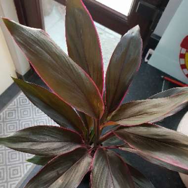 Cordyline fruticosa