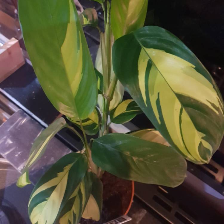 Plant image Ctenanthe lubbersiana 'Brazilian Snow'