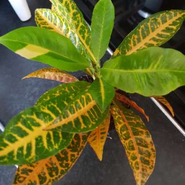 Codiaeum variegatum 'Petra'