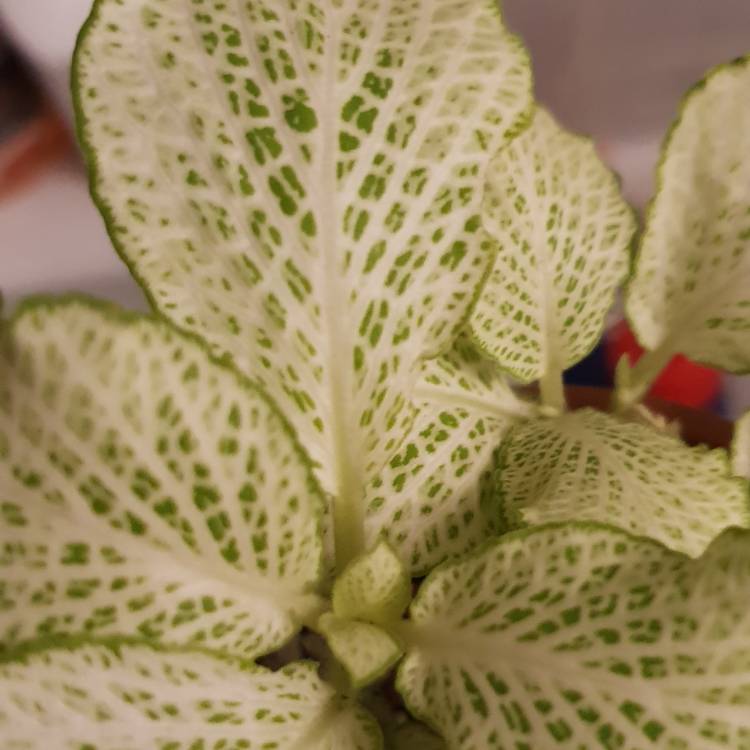 Plant image Fittonia argyroneura 'White Anne'