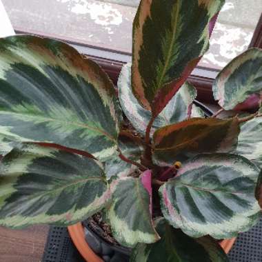 Calathea roseopicta 'Medallion'