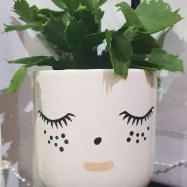 Schlumbergera truncata Livia