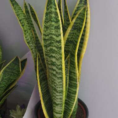 Sansevieria trifasciata var. laurentii