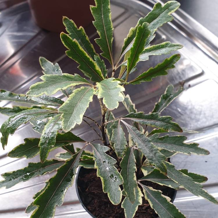 https://www.gardentags.com/profile/seclarke/schefflera-elegantissima-gold-crest-syn-dizygotheca-elegantissima/612503